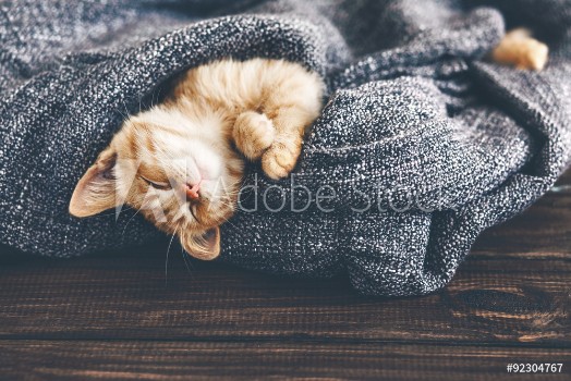 Picture of Gigner kitten sleeping